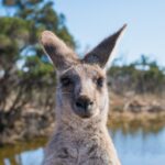 8 Myths & Misconceptions about the Aussie Outback